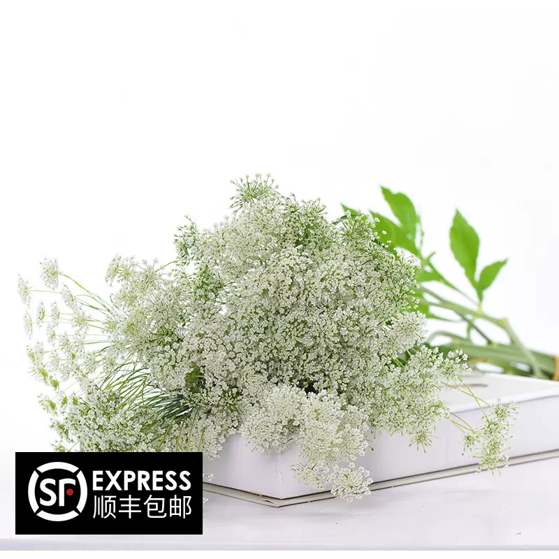 新鲜叶上花叶上白六月积雪花店用花配花配草家居插花 新鲜叶上花叶上白六月积雪花店用花配花配草家居插花