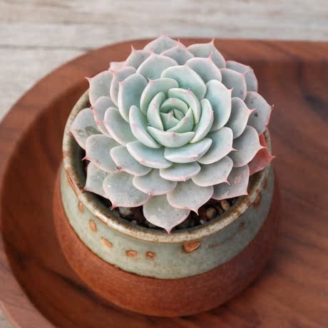 雪域蓝巴黎 多肉植物 防辐射 大棚直销批发 满30元包首重