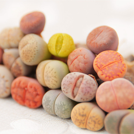 生石花多肉植物组合盆栽治家森活pp番杏科屁股花苗肉锥大多肉