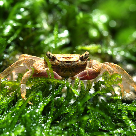 优鱼 紫螯糖果蟹 螃蟹 两栖蟹观赏蟹活体宠物蟹可与虾混养除虫