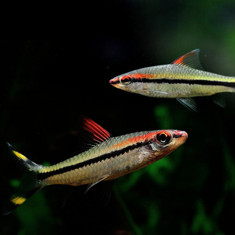 爱逛街为您找到热带观赏鱼相关的宝贝,您可以在下面的板块中挑选喜欢