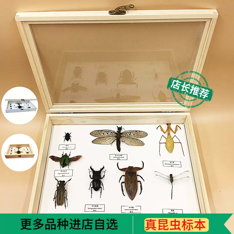 蝶语昆虫标本盒针插标本盒标本储存工具实木环保（空盒）-Taobao