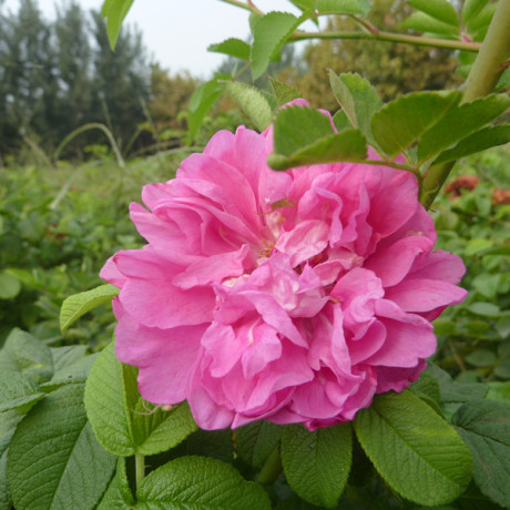 可食用玫瑰苗 包邮 平阴丰花1号花苗 平阴1号 量大优惠