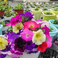 Висящая петуния 11 см. Цвет горшка случайные 3 горшки