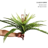 33 Ультра -длинный листовой человек папоротник