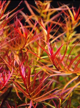 老顾水草南美青竹/中后景水草 100%水中叶 自家种植免包装费