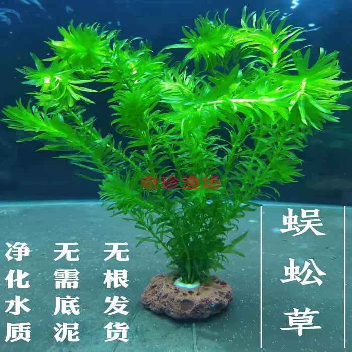 鱼缸水草固定底座懒人固定环造景定植大号陶瓷杯新手陶瓷环种植