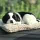 Bianpu Dog (большой) содержит 200 граммов активированного углерода