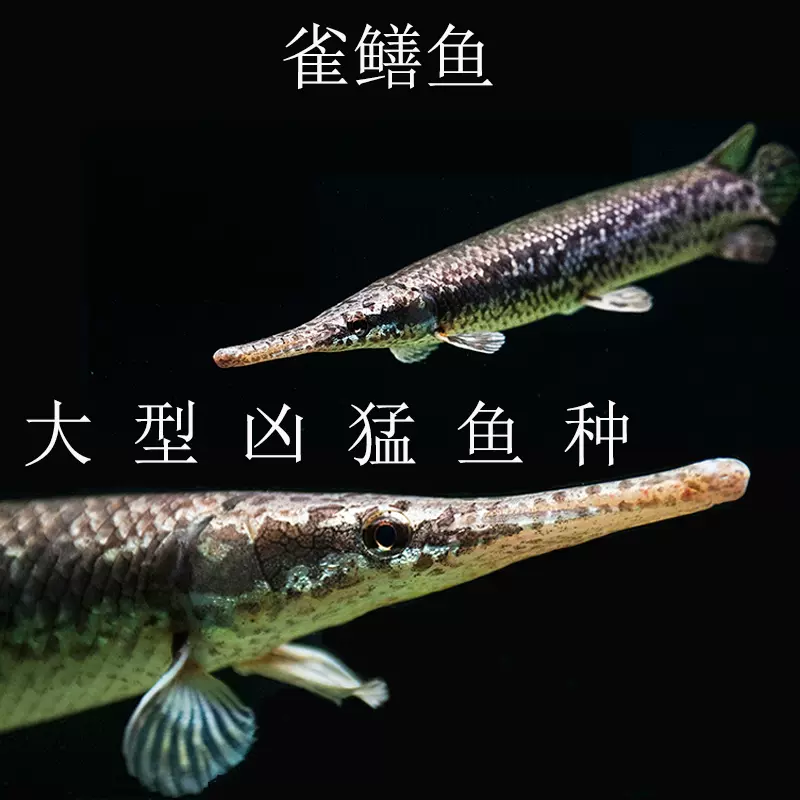 活体鱼观赏鱼大型鱼类肉食鱼类龙鱼搭配虎纹恐龙王恐龙鱼易养活