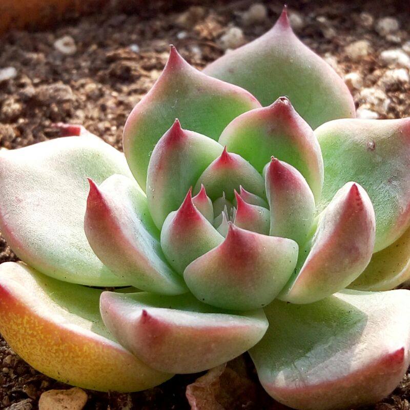 娃娃家家 韩国进口多肉植物 红边月影 6-7cm完美株型 已有红边