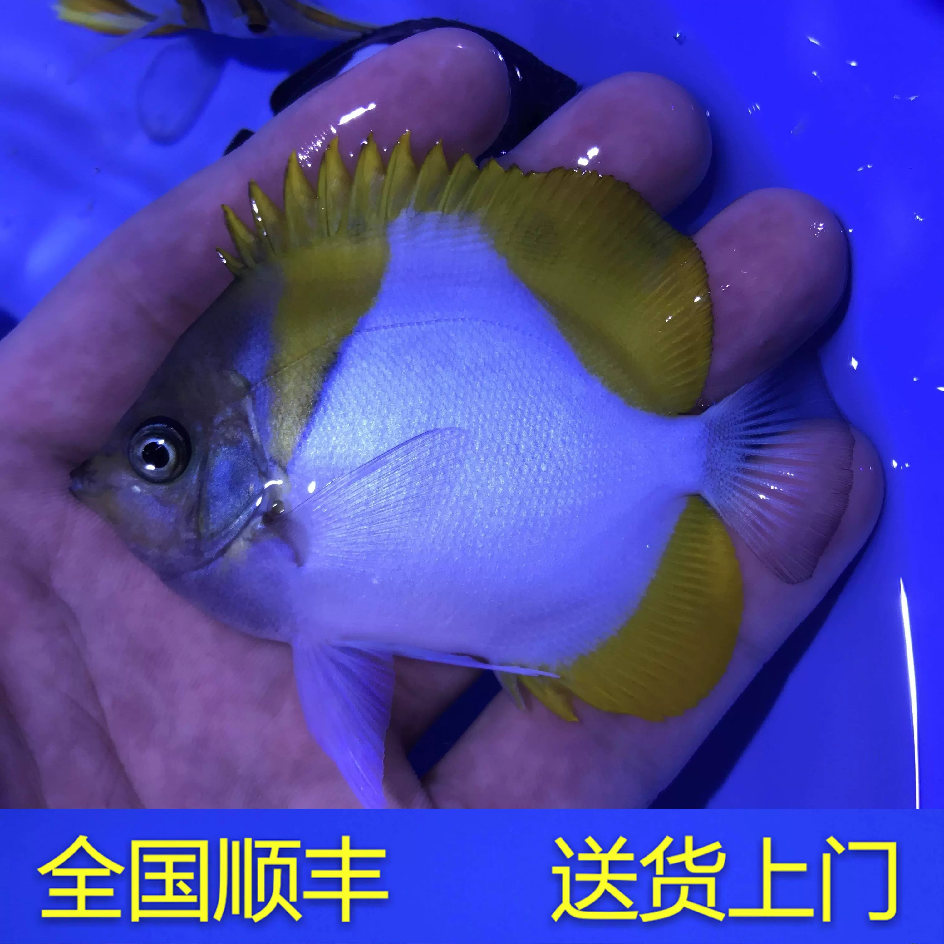 紫罗兰蓝眼海金鱼海水鱼观赏鱼小丑鱼活体珊瑚蓝眼宝石