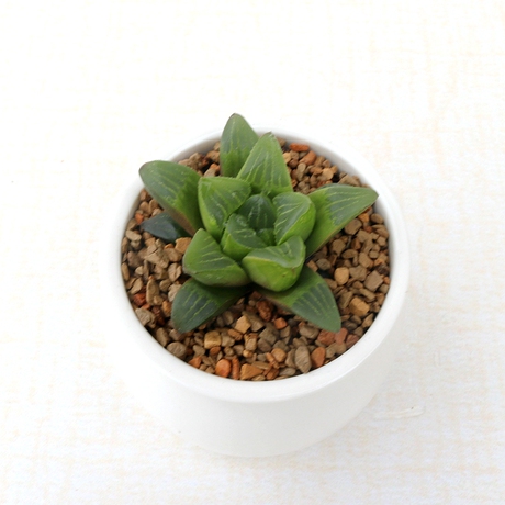 寿 多肉植物 办公室 耐阴 多肉植物 康氏十二卷 小石寿 4-5cm