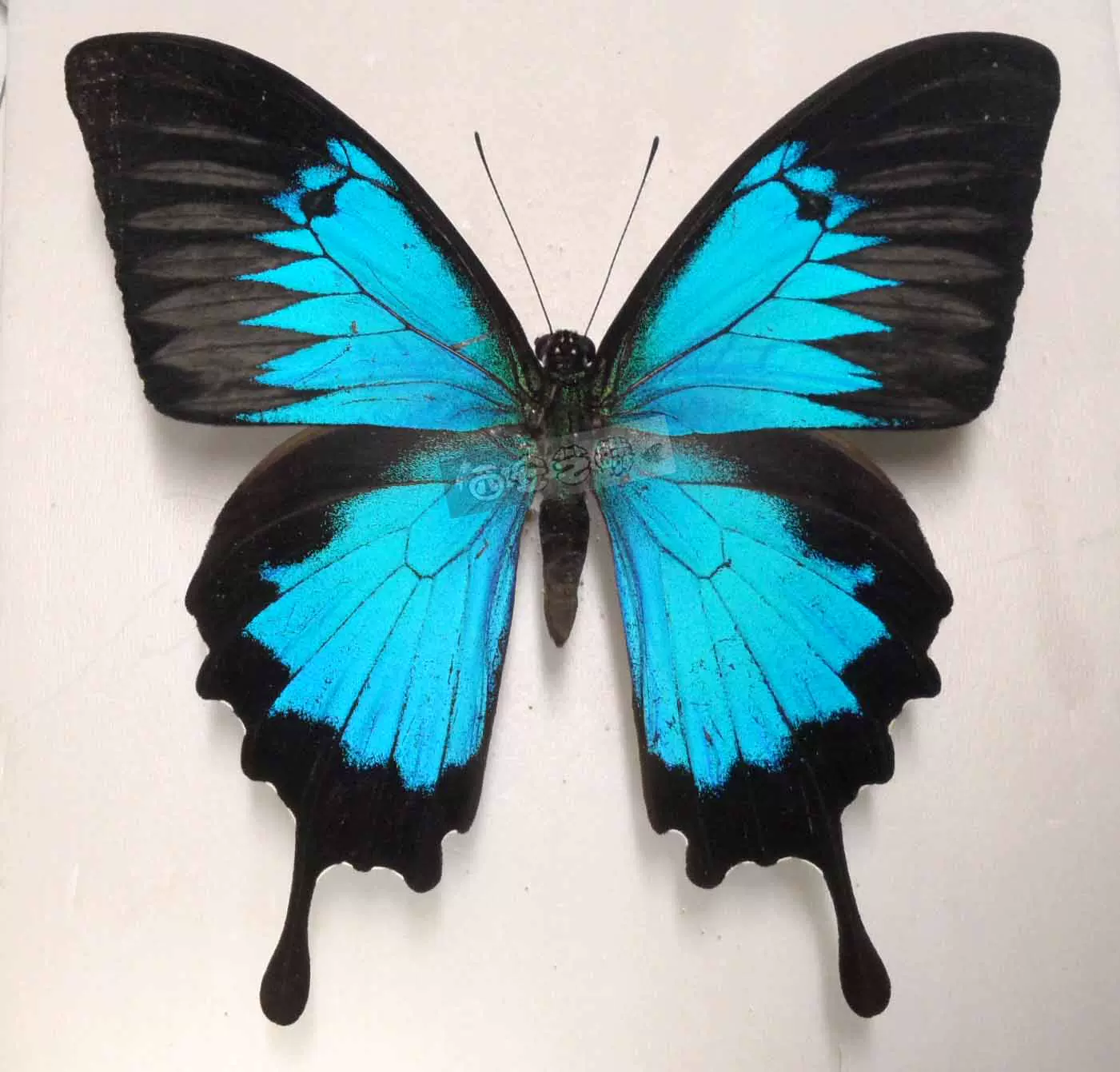 蝶 標本 Papilio Ulysses-