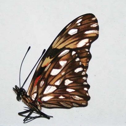 天后银纹袖蝶dione juno