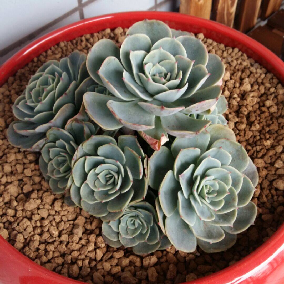 多肉植物 韩国进口 劳尔群生 多头老桩 根系好带香味一物一拍