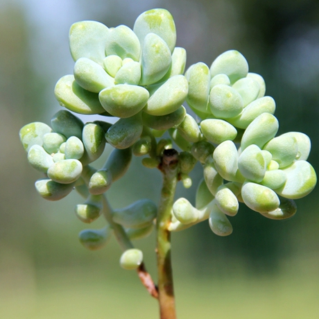 天使之泪 e家小屋 精美多肉植物
