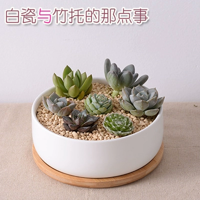 Бонусный сад сочный цветок цветочный горшок, сочный растение цветочный горшок, цветочный керамический цветочный горшок с бамбуковым багажником