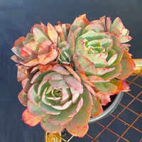 Мисс Ронг Гарден Live Link Link Orange Dream Loury Bing Jade Butterfly Cuculent Pile Boutique Boutique Balk Balcony