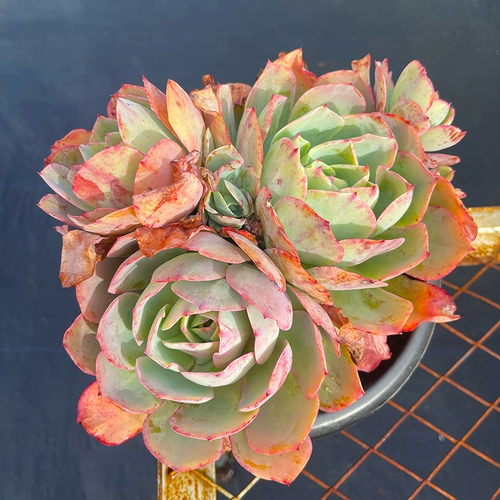 Мисс Ронг Гарден Live Link Link Orange Dream Loury Bing Jade Butterfly Cuculent Pile Boutique Boutique Balk Balcony