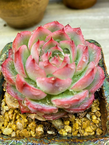 Упрямая боковая тень (Франки Роуз) № 8 ссылка