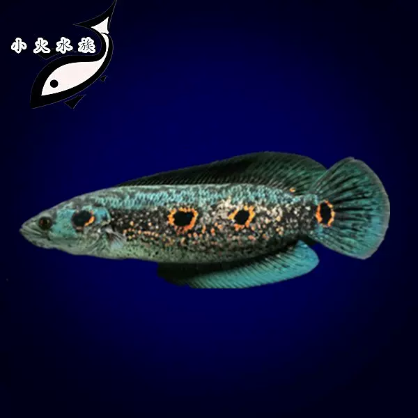 古代鱼大型恐龙鱼鳄鱼恐龙王大花恐龙虎纹恐龙皮卡丘活体