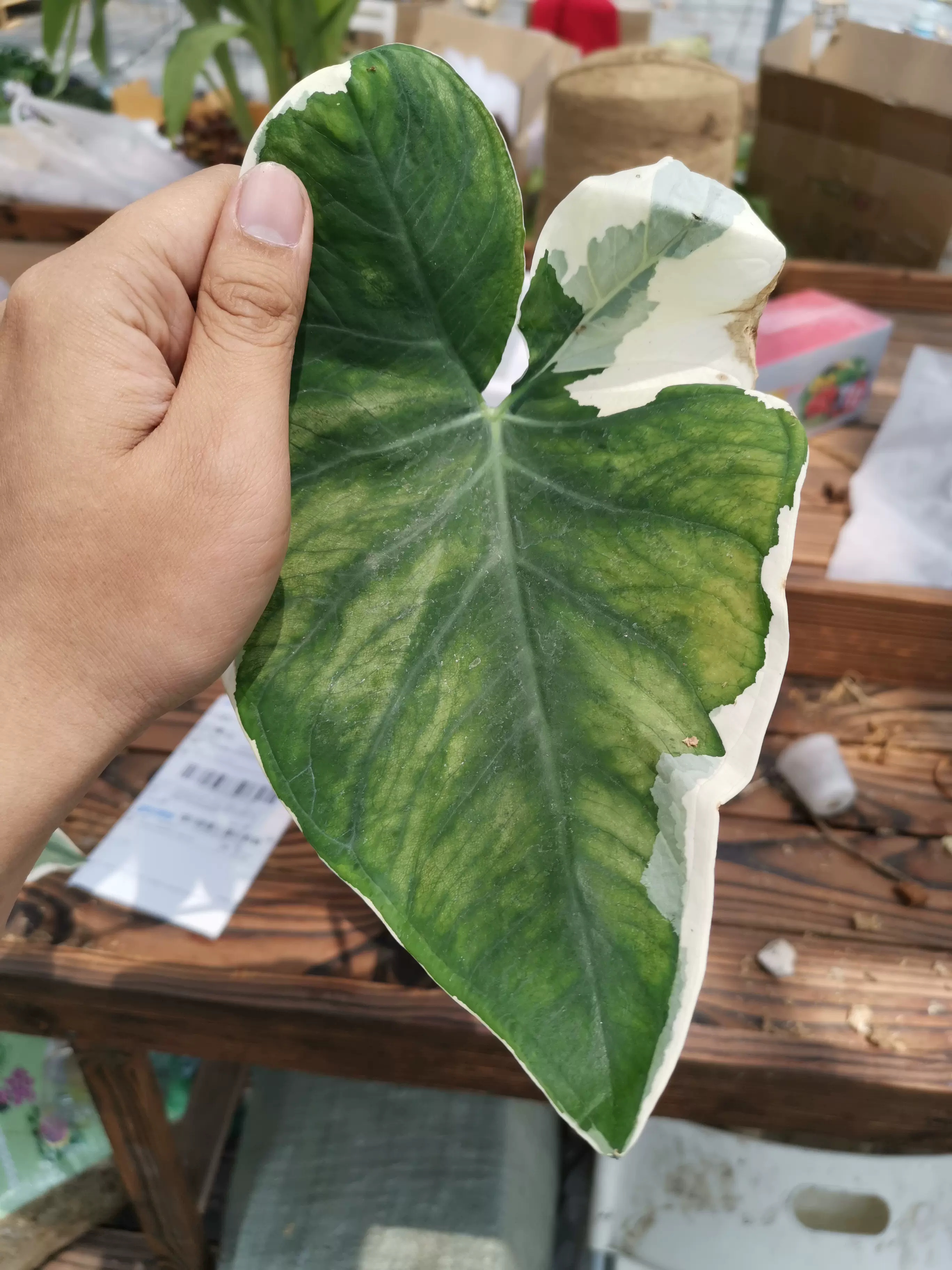 现货--- Philodendron 'Pink Princess' 粉公主蔓绿绒/热植-Taobao