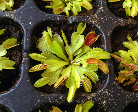 花市捕蝇草苗 批发 直径4cm左右