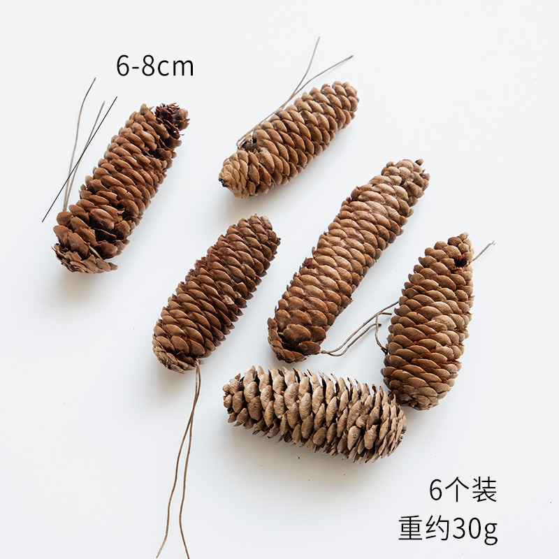Spruce pine (pack of 6)
