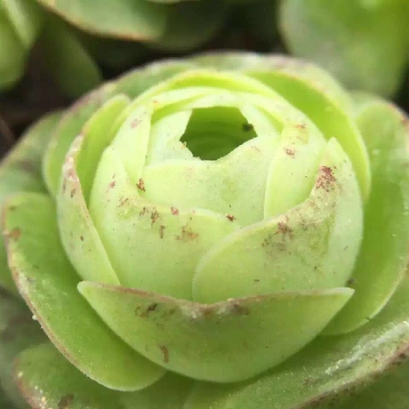 【山地玫瑰】鸡蛋包子状态 超萌 安吉尔优品多肉 多肉植物满包邮