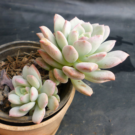 709 10.28拍 拉丝雨 一物一拍 出彩多肉