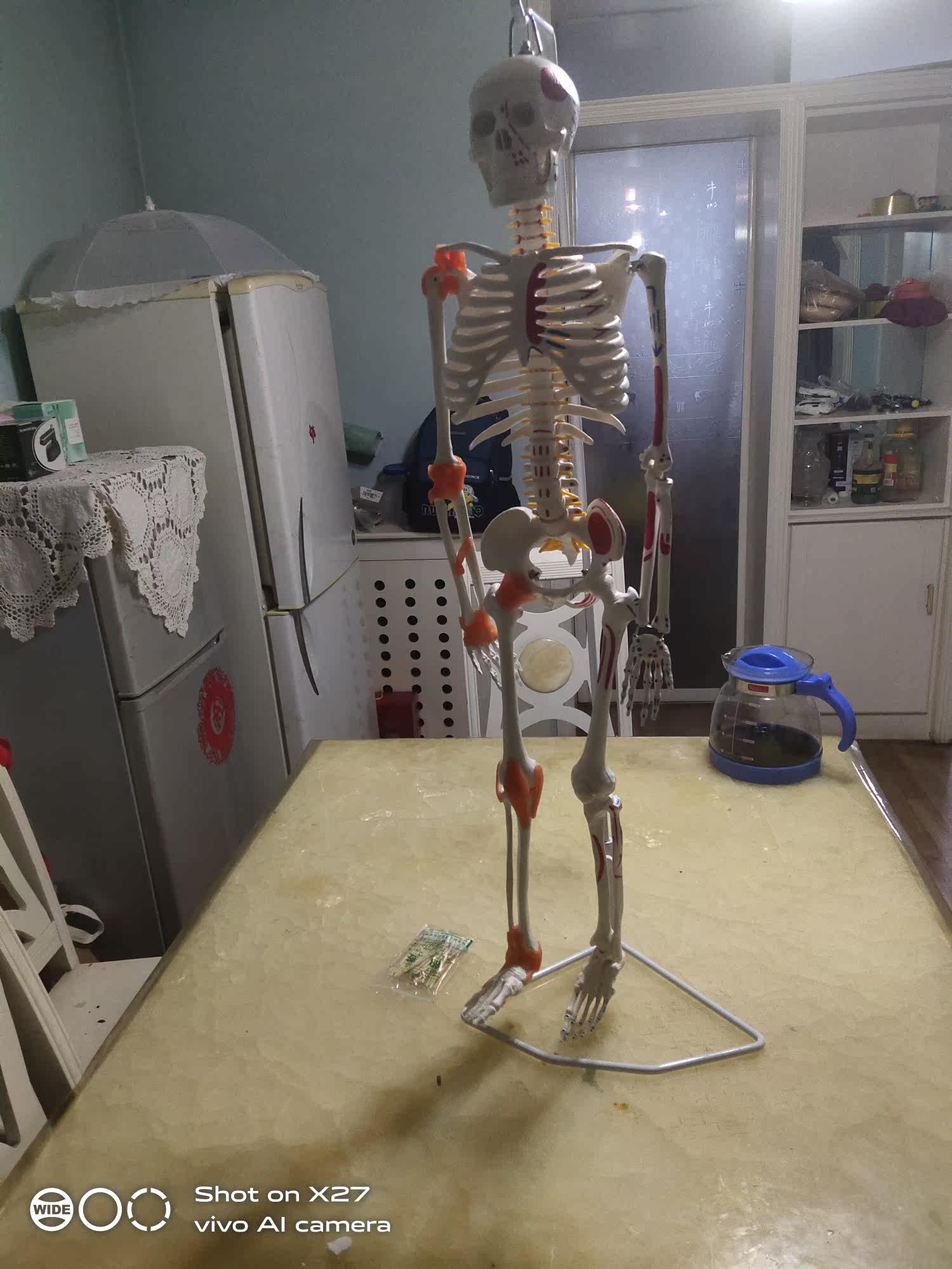 85cm人体骨骼带神经带椎间盘模型骨架附肌肉起止点着色及韧带模型