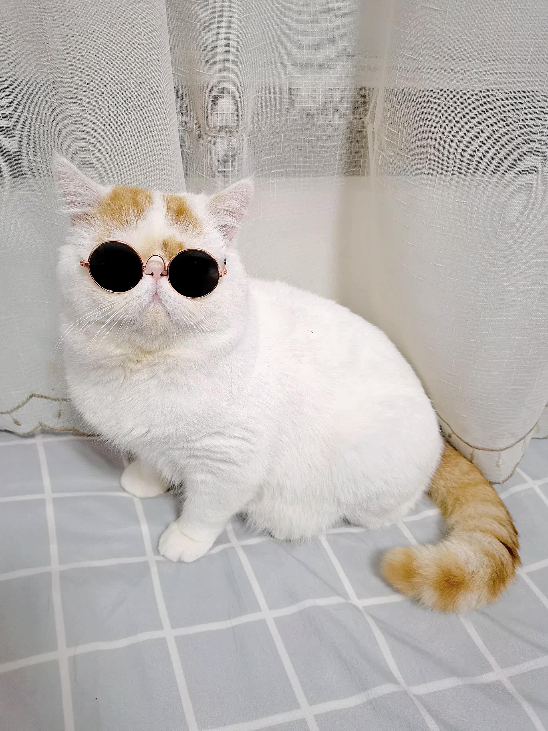 宠物猫眼镜猫咪墨镜复古酷猫搞怪拍照道具猫咪带的个性饰品小狗狗