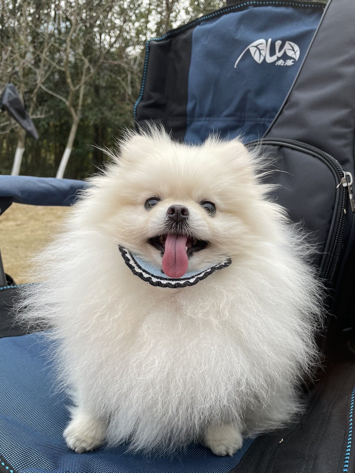 墨语画坊 宠物猫咪狗狗手绘动物画像设计q版头像定制写实插画卡肖 墨语画坊 宠物猫咪狗狗手绘动物画像设计q版头像定制写实插画卡肖