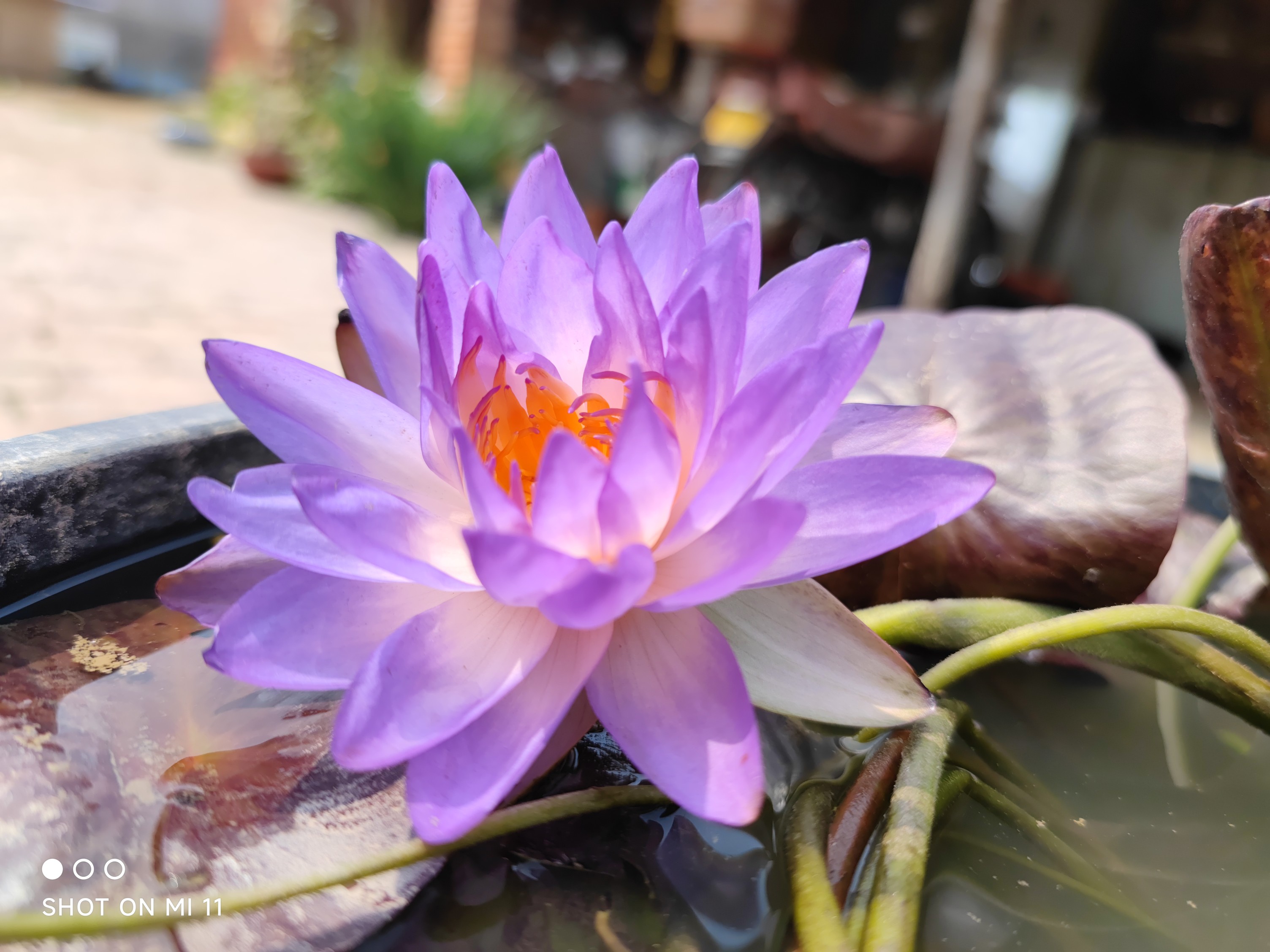 紫一睡蓮花苗泰國紫1跨亞屬水生植物花卉蓮花花園水池庭院別墅