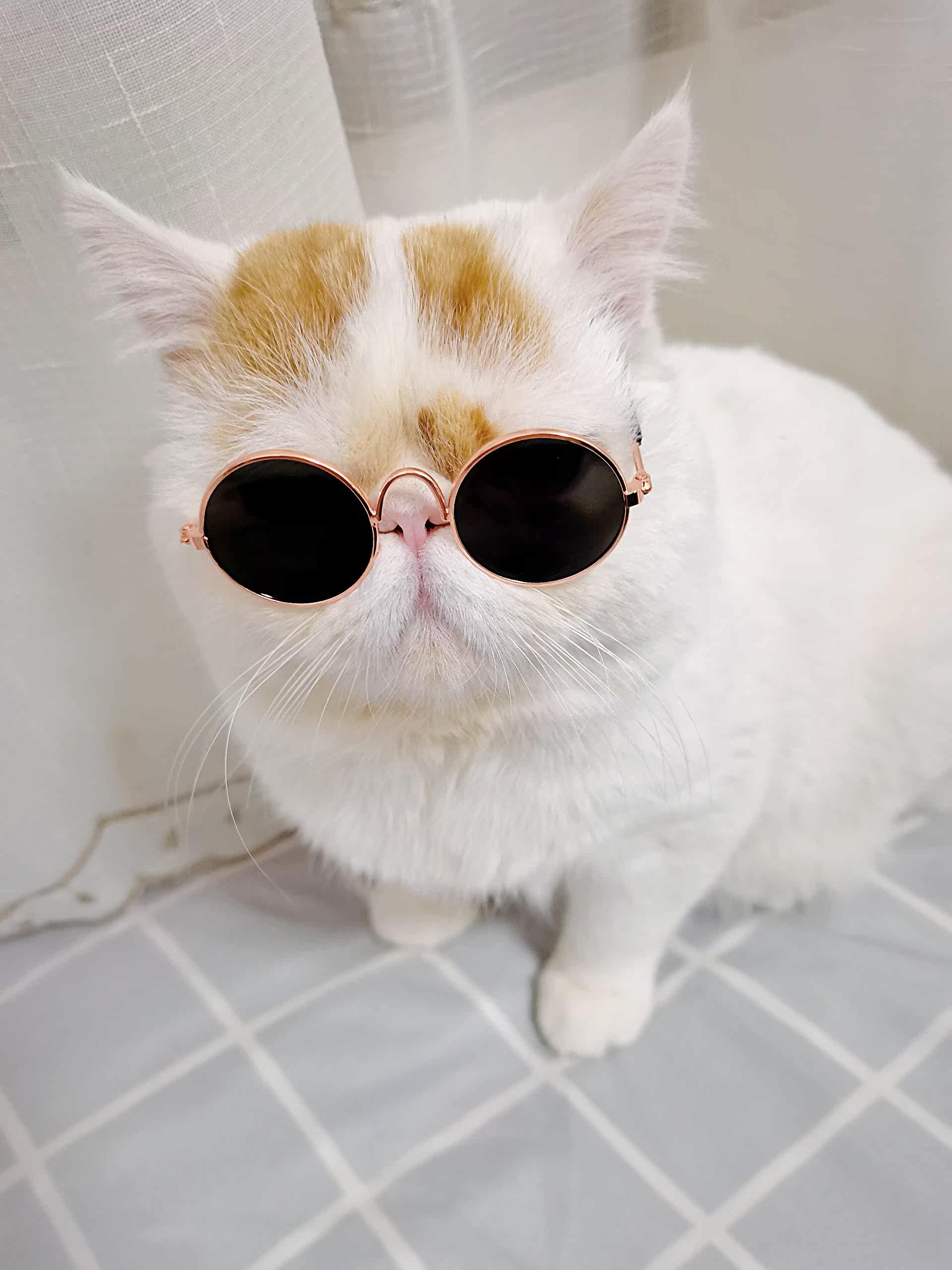 宠物猫眼镜猫咪墨镜复古酷猫搞怪拍照道具猫咪带的个性饰品小狗狗
