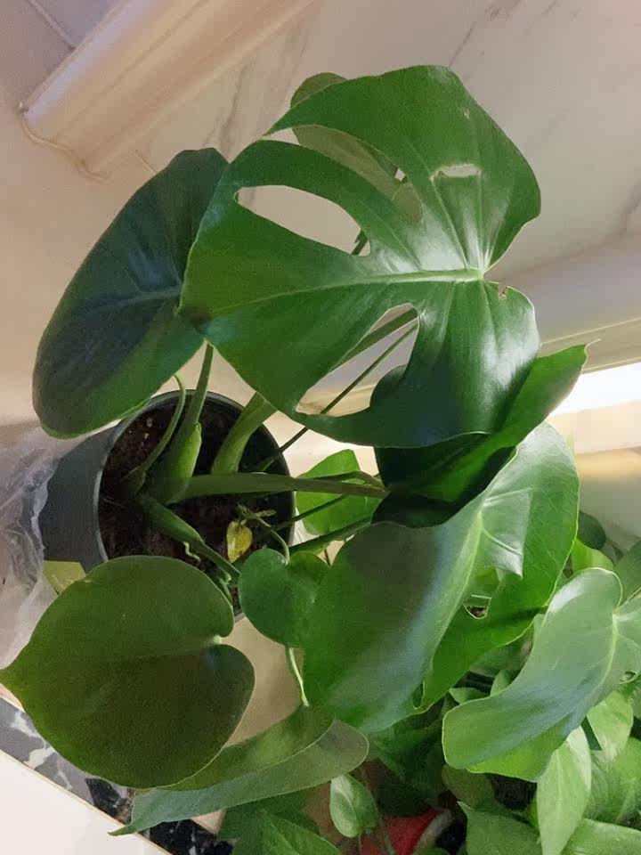 龟背芋盆栽 大叶植物包邮吸甲醛水培绿植办公桌室内除甲醛 开背