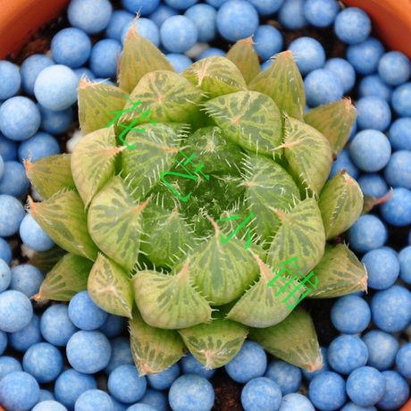 玉露--尖叶玉露 多肉植物 防辐射 【特价 【裸跟发货哦