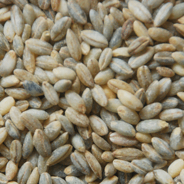 highland barley in tibetan plateau specialty blue highland