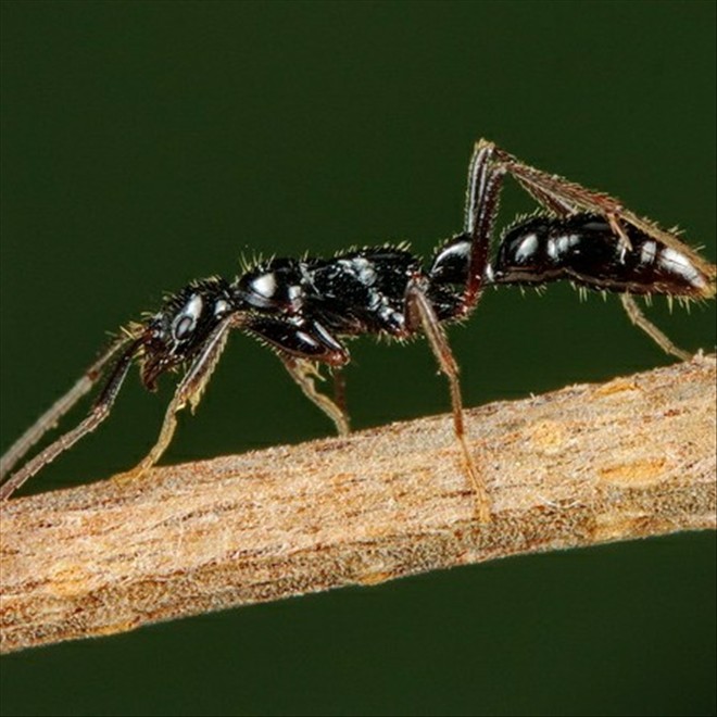 

Муравей Ant ranch Motouji Leptogenys Kitteli +100