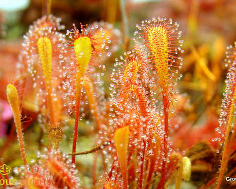 食虫植物-巢型茅膏菜