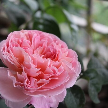 【乐培】月季 达梅思(dames de chenonceau)