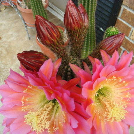 飞碟 毛花柱 毛花柱属 大花 仙人球 仙人掌 彩草 大红花 有根