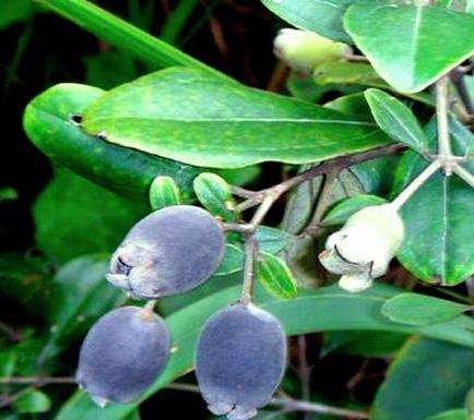 2016年新鲜野生岗捻子绿色纯天然山捻子桃金娘果多尼儿时记忆水果