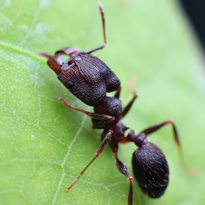 

Муравей Ant ranch Pheidole Yeensis
