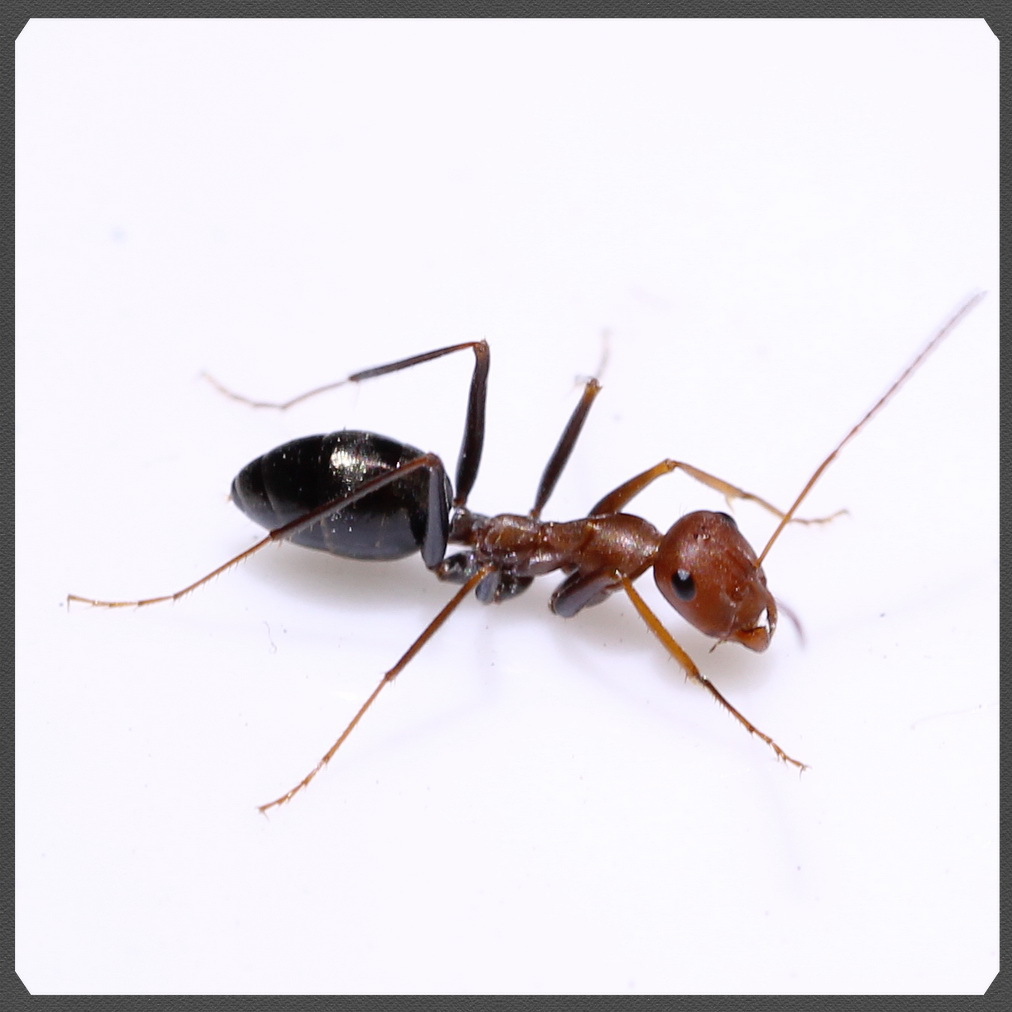

Муравей Forest ants Cataglyphis Sp