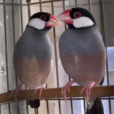 自己繁殖的灰文鸟 文鸟 白文鸟 幼鸟一对包邮