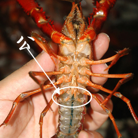 克氏原螯虾的形态特征图片