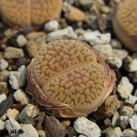 生石花2年生 c085 富贵玉 1-1.2cm