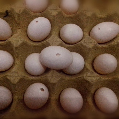 农家散养五谷杂粮喂养 新鲜土鸽子蛋 白鸽蛋 小瑕疵鸽蛋 轻微破皮