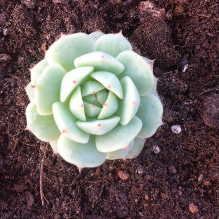 

Hee Succulents shop